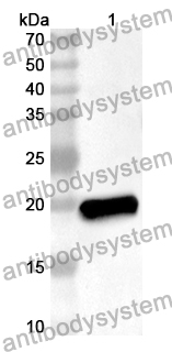 Anti-TAF12 Polyclonal Antibody