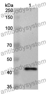 Anti-CRY1 Polyclonal Antibody