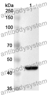 Anti-MAPK14 Polyclonal Antibody