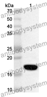 Anti-IL17A Polyclonal Antibody