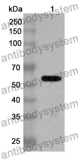 Anti-CRMP2/DPYSL2 Polyclonal Antibody