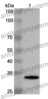 Anti-Human MAP3K11 Polyclonal Antibody