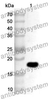 Anti-Human FXN Polyclonal Antibody