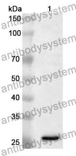 Anti-AANAT Polyclonal Antibody