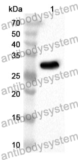 Anti-STX1A Polyclonal Antibody