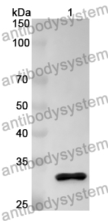 Anti-OCLN Polyclonal Antibody