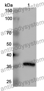 Anti-CCL14/NCC-2 Polyclonal Antibody