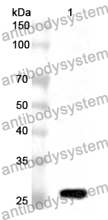 Anti-MAPKAPK3 Polyclonal Antibody