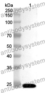 Anti-Human NFIL3 Polyclonal Antibody