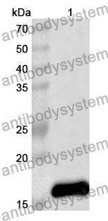 Anti-MOG Polyclonal Antibody