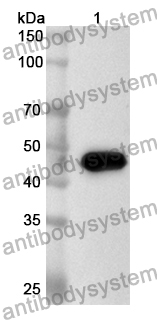 Anti-Human PDK4 Polyclonal Antibody