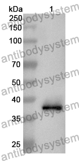 Anti-MAPK6 Polyclonal Antibody