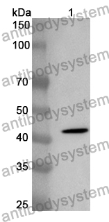 Anti-PCK2 Polyclonal Antibody