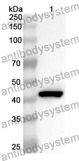 Anti-DUSP6 Polyclonal Antibody