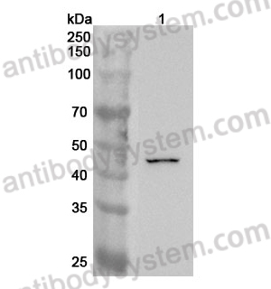 Anti-Human DUSP7 Polyclonal Antibody