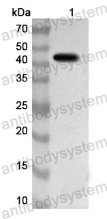 Anti-CD167b/DDR2 Polyclonal Antibody