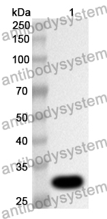 Anti-HADH Polyclonal Antibody