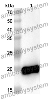 Anti-PTPRN Polyclonal Antibody