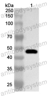 Anti-Human UGP2 Polyclonal Antibody