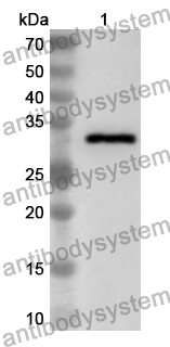 Anti-Human IMMT Polyclonal Antibody