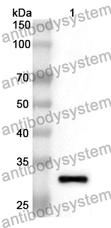 Anti-MPEG1 Polyclonal Antibody