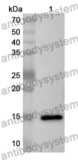 Anti-TIGIT Polyclonal Antibody