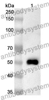 Anti-C2CD3 Polyclonal Antibody