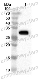 Anti-Human GPAT3 Polyclonal Antibody