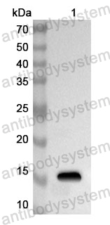 Anti-Human HIKESHI Polyclonal Antibody