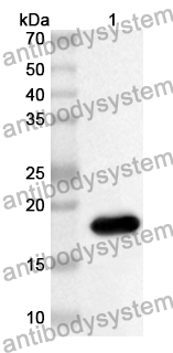 Anti-PLA1A Polyclonal Antibody