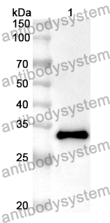 Anti-FBLN7 Polyclonal Antibody