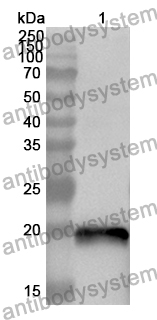 Anti-ZC3H12A Polyclonal Antibody