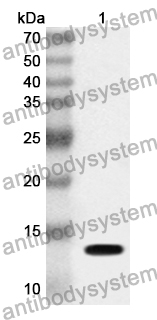 Anti-RNASE13 Polyclonal Antibody