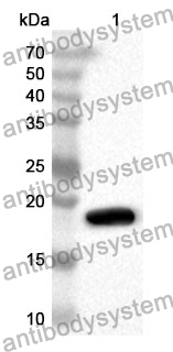 Anti-Human C1QTNF12 Polyclonal Antibody