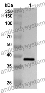 Anti-Human MUC17 Polyclonal Antibody