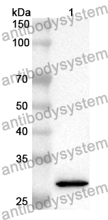 Anti-Human NCR3LG1 Polyclonal Antibody