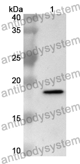 Anti-IL31 Polyclonal Antibody