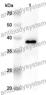 Anti-VASN Polyclonal Antibody