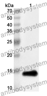 Anti-SIGIRR Polyclonal Antibody