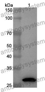 Anti-CSPG4 Polyclonal Antibody