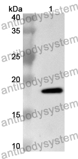 Anti-REG3G Polyclonal Antibody