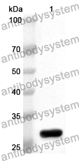 Anti-IL34 Polyclonal Antibody