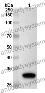 Anti-PIK3AP1 Polyclonal Antibody