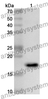 Anti-Histone H3 Polyclonal Antibody