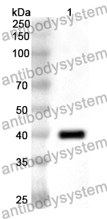 Anti-DOK3 Polyclonal Antibody