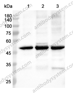 Anti-MAEA Polyclonal Antibody