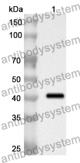 Anti-H2AW Polyclonal Antibody