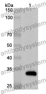 Anti-ARC Polyclonal Antibody