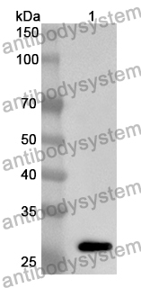 Anti-HS2ST1 Polyclonal Antibody