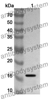 Anti-BMP8A Polyclonal Antibody